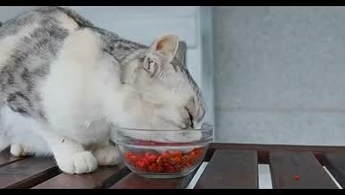 实拍吃猫咪吃猫粮视频的预览图